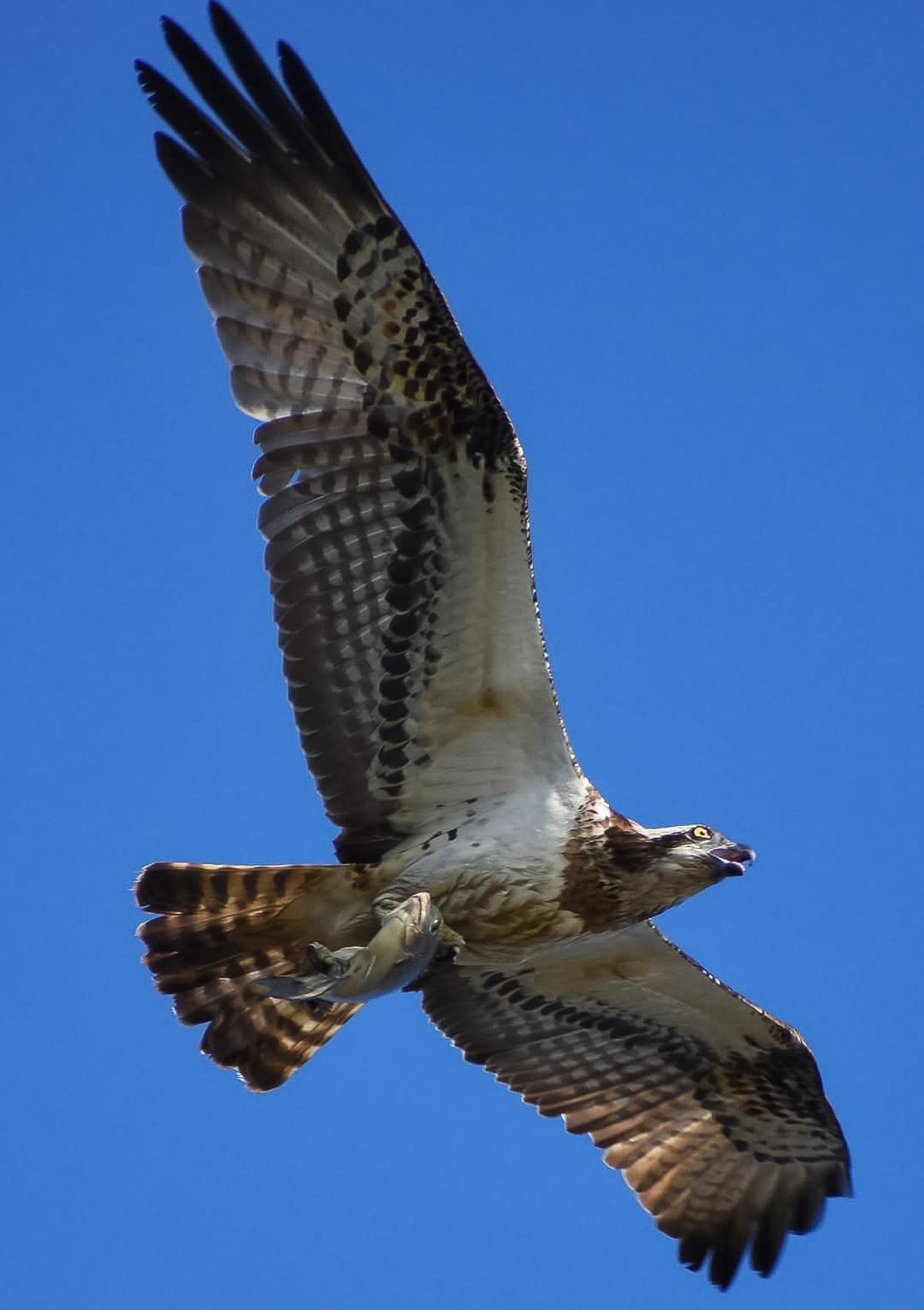 Osprey klikl na Kole Wetlands, Thrissur