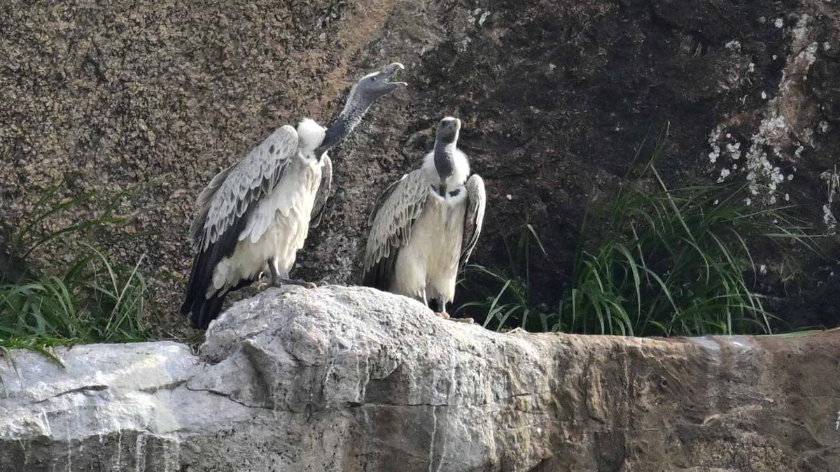 Wings of hope: Can Ramanagara revive its vulture population?
Premium