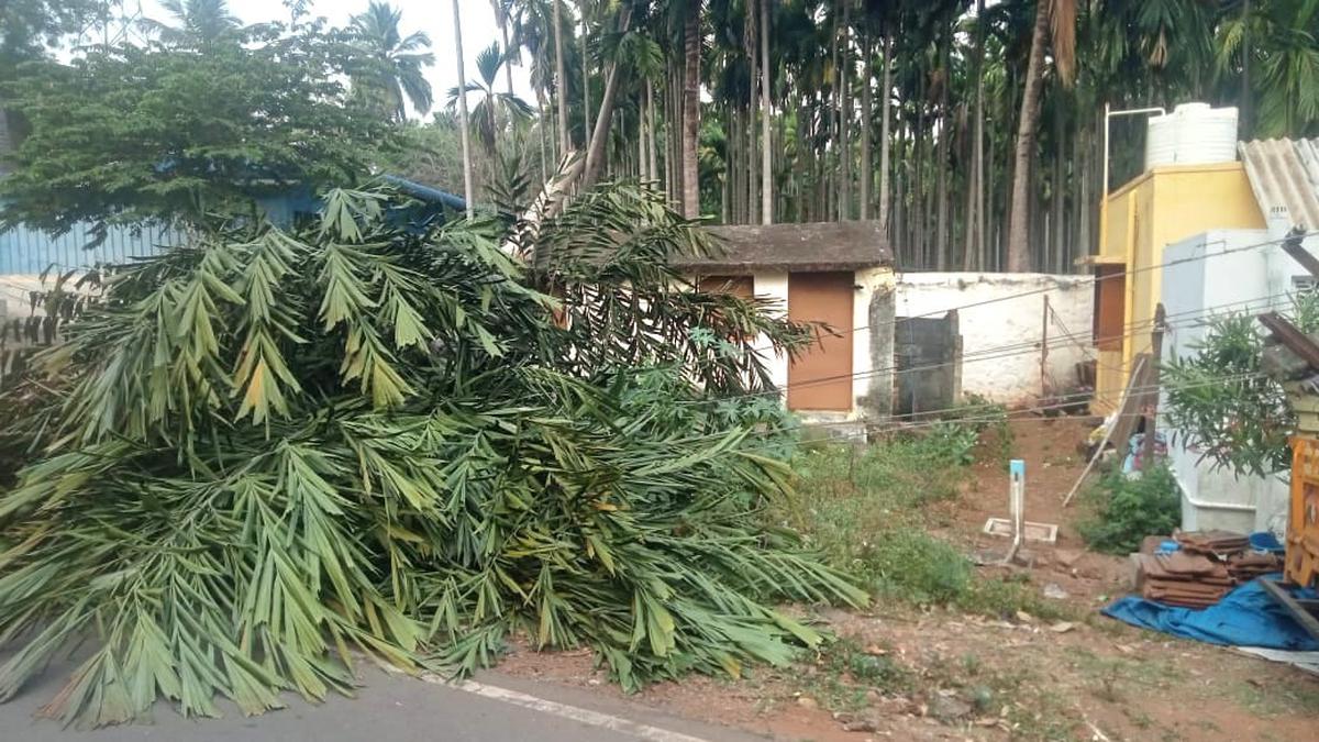 Powerlines damaged after Baahubali brings down palm for fodder at Mettupalayam