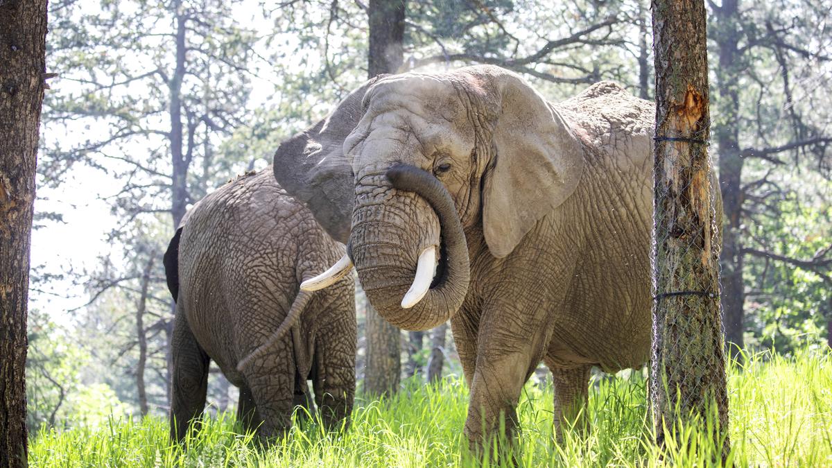 https://th-i.thgim.com/public/incoming/24yg1u/article68795001.ece/alternates/LANDSCAPE_1200/Zoo_Elephant_Lawsuit_16521.jpg