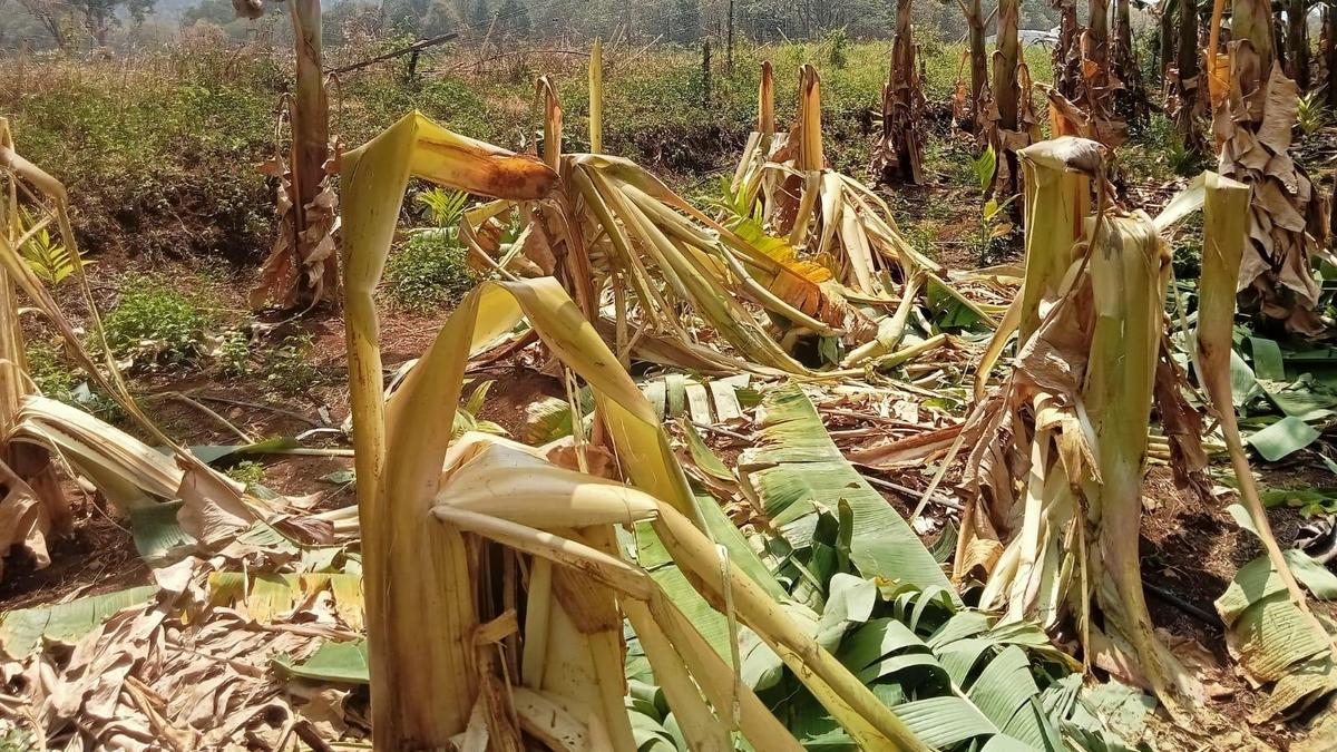 Elephants destroy banana plants in Thalavadi Hills