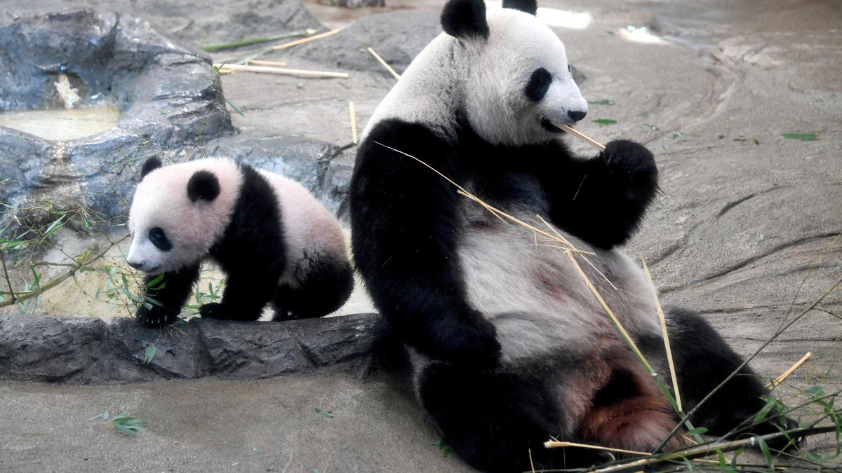 Japan bids teary farewell to pandas sent to reserve in China