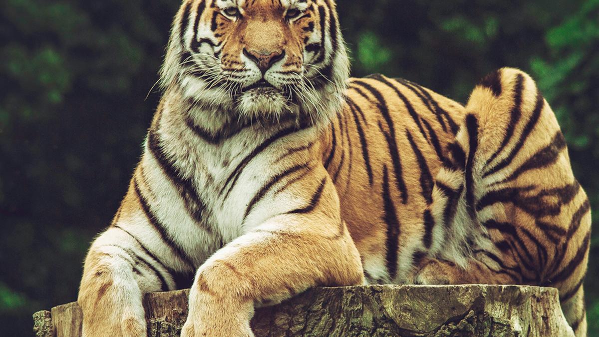 Tourism, livestock grazing impact gut microbiome of tigers, finds CCMB study