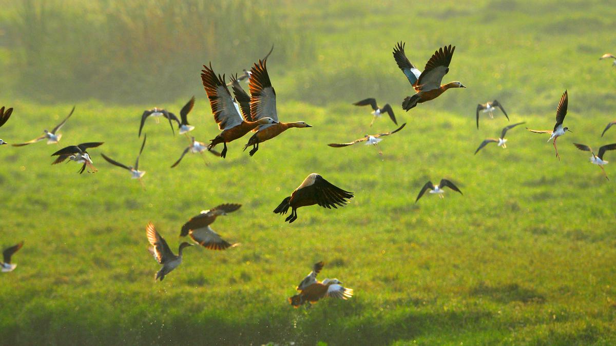 Les ornithologues amateurs de Visakhapatnam signalent une baisse du nombre d’espèces lors du recensement des oiseaux d’eau d’Asie.
