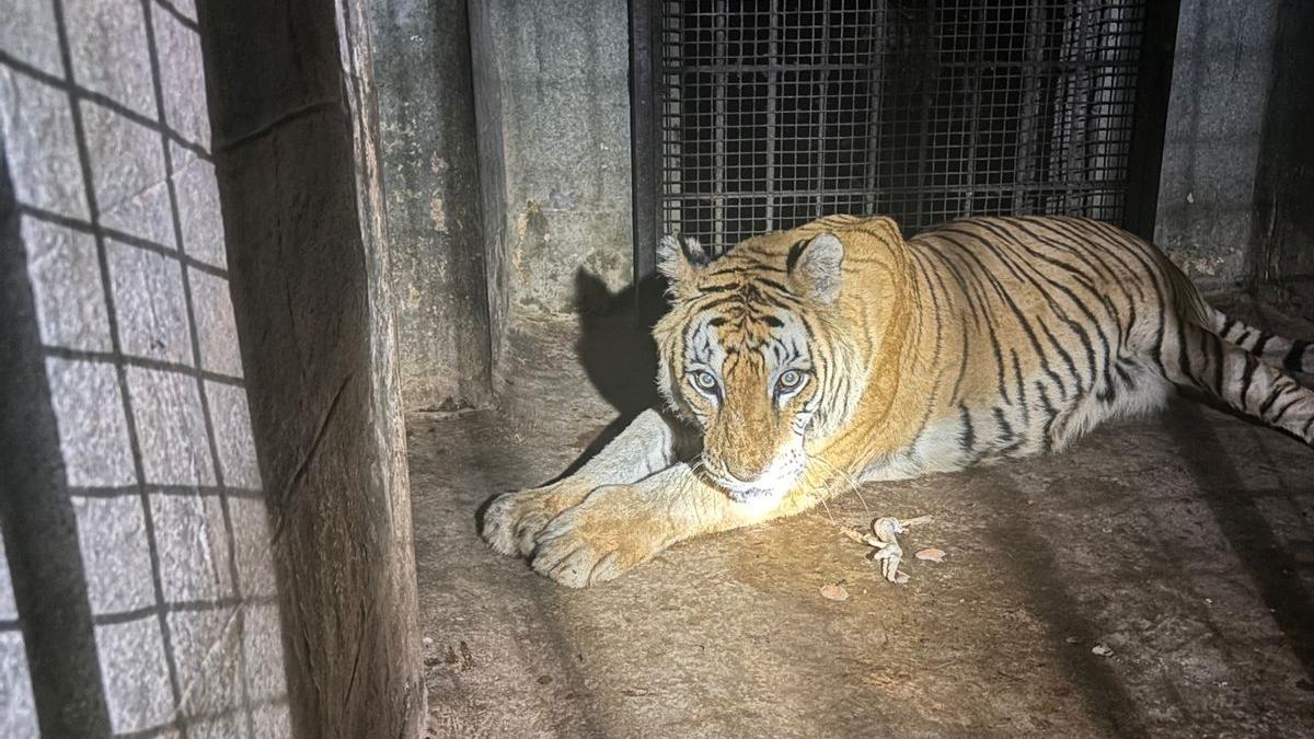 Tigress dies at Tyavarekoppa safari near Shivamogga