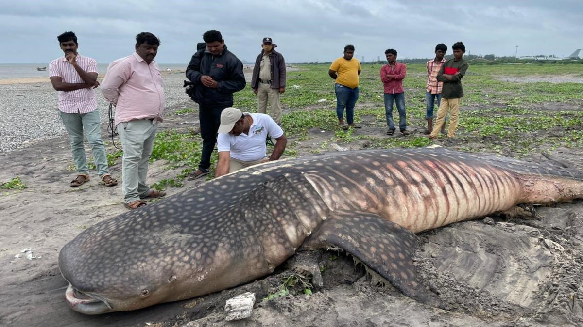 Wildlife Trust of India to launch yearlong ‘save the Whale Shark