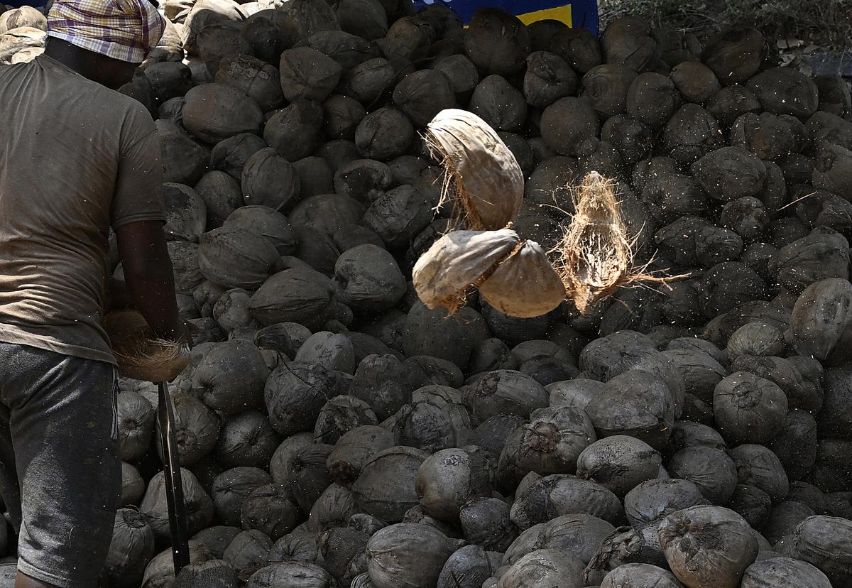 A farmer peeling copra from the shell at Tiptur, in Tumakuru district of Karnataka. 