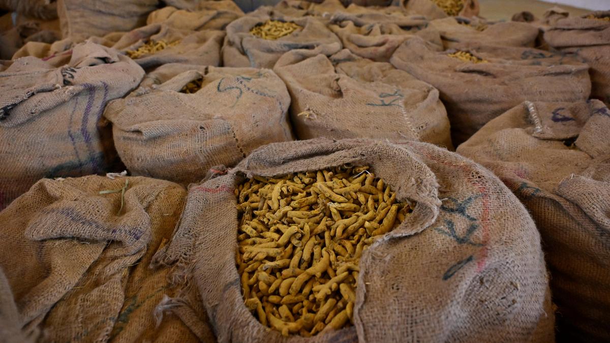 Turmeric prices cross ₹16,000 a quintal in Erode market