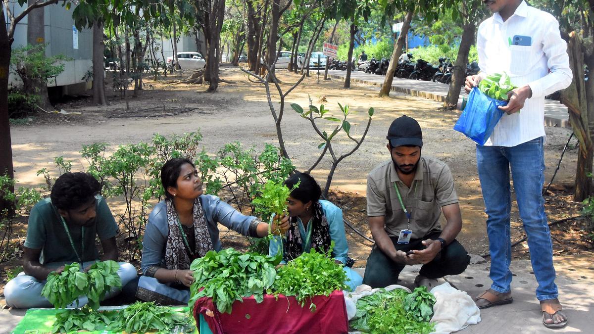 Telangana students turn veggie sellers at Sangareddy Collectorate to understand agricultural cycle