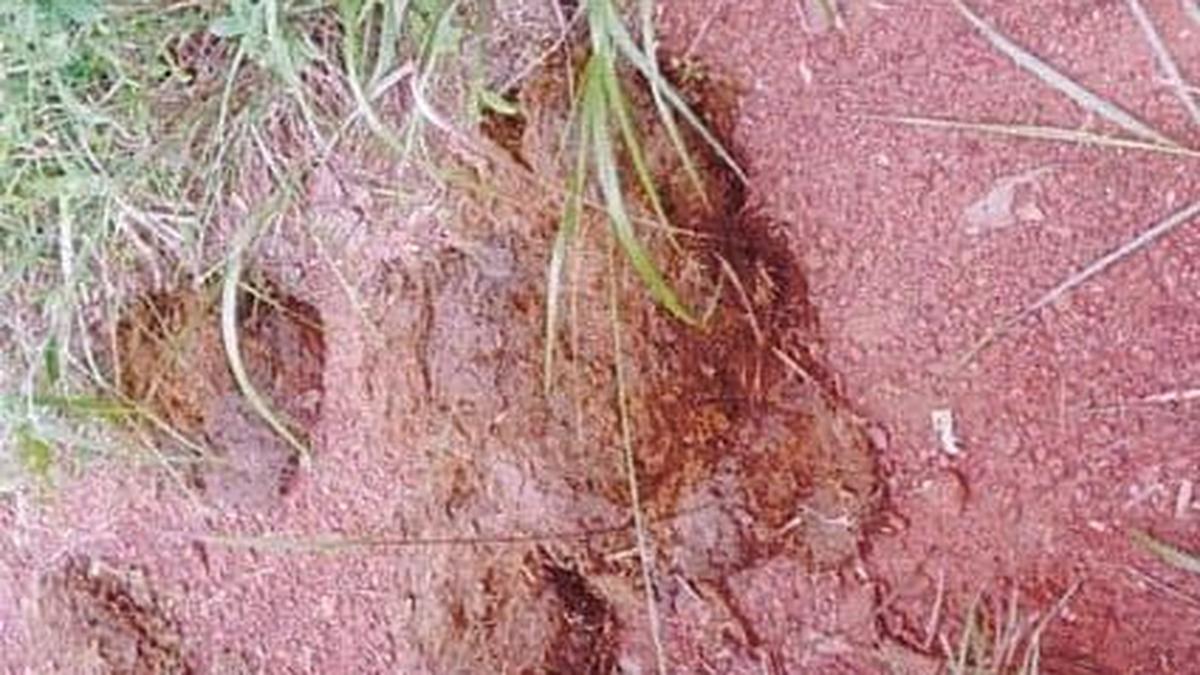 Forest routes in SV National Park closed to pilgrims, public due to movement of wild elephants