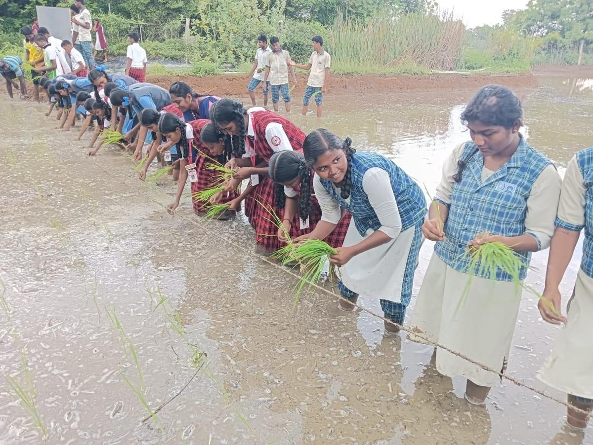 Students learn how to plant paddy saplings at GREENS Biodiversity Sanctuary in Kolarpatti, Tiruchi.