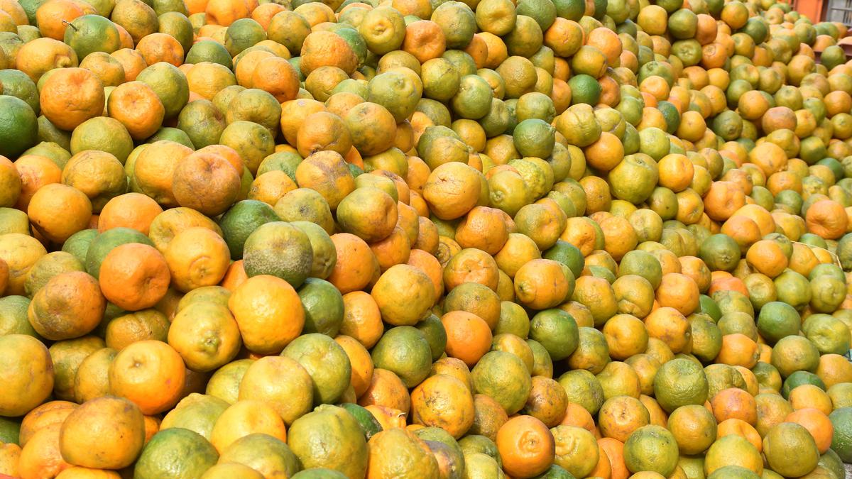 Nagpur oranges flood Mysuru markets
