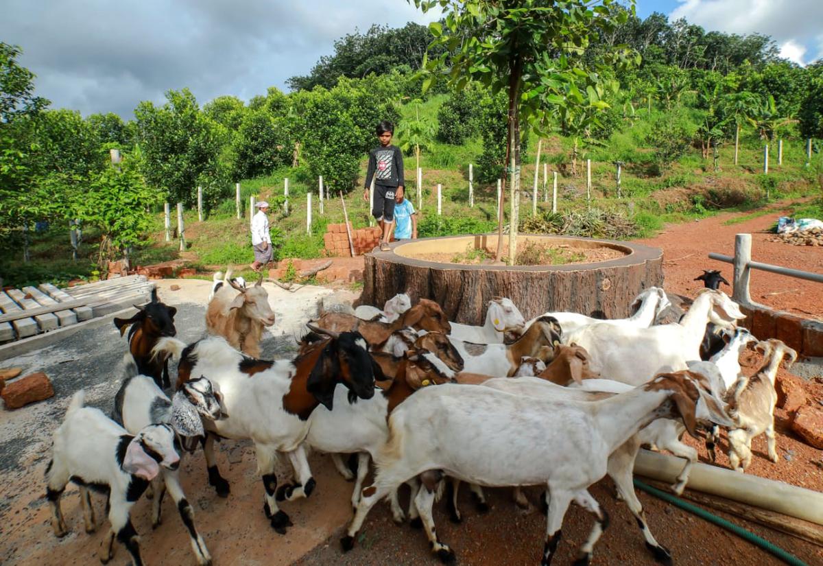 The Pathayapuram farm in Kasaragod.