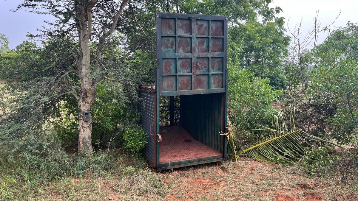 Frequent leopard sightings at Marayeepalayam hillock trigger panic among residents