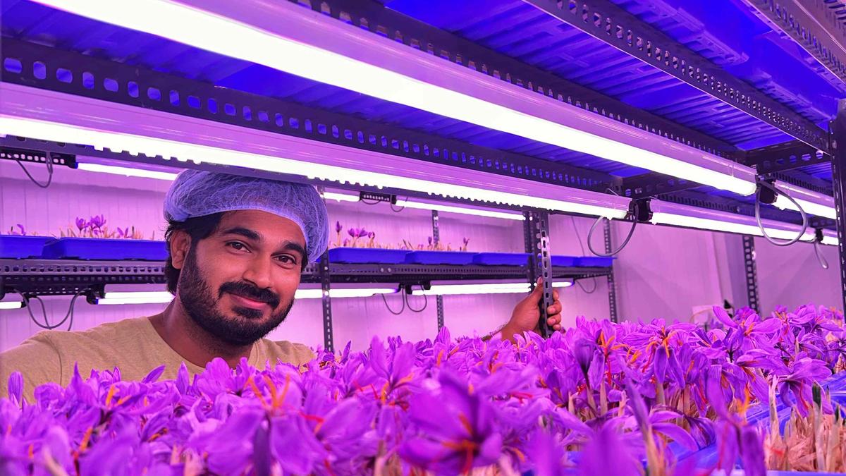 Revolutionising saffron indoor cultivation in Wayanad
