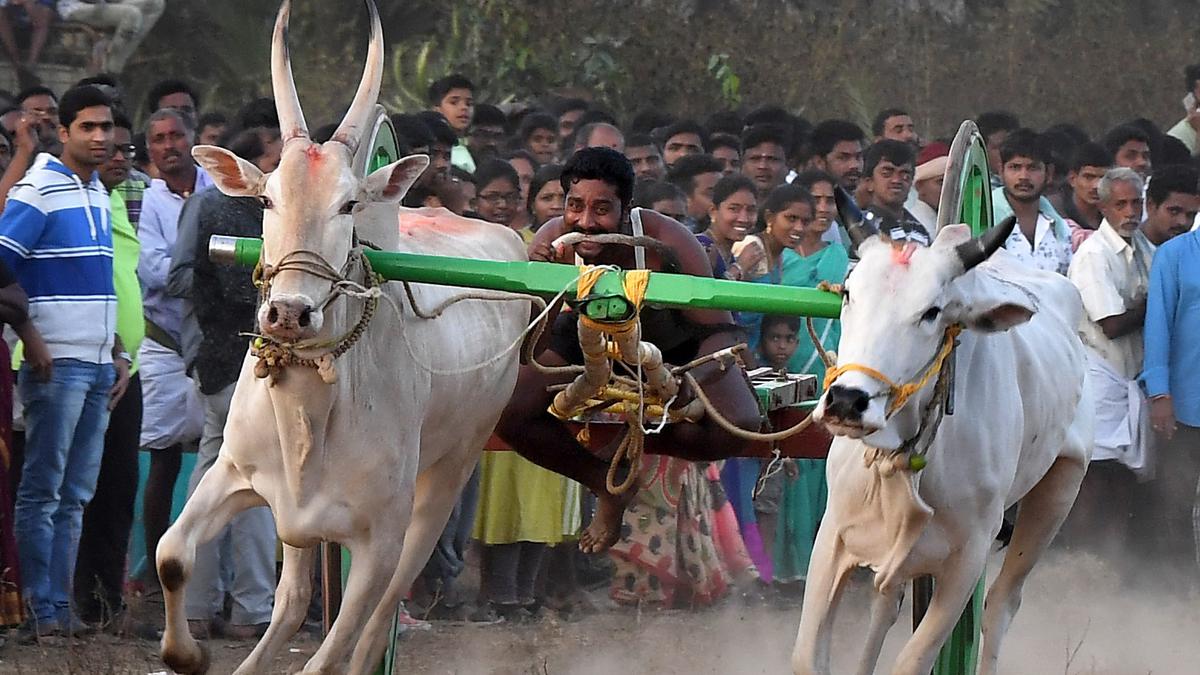 Horse, bullock cart races add to Sankanti fervour at this village in Anakapalli district