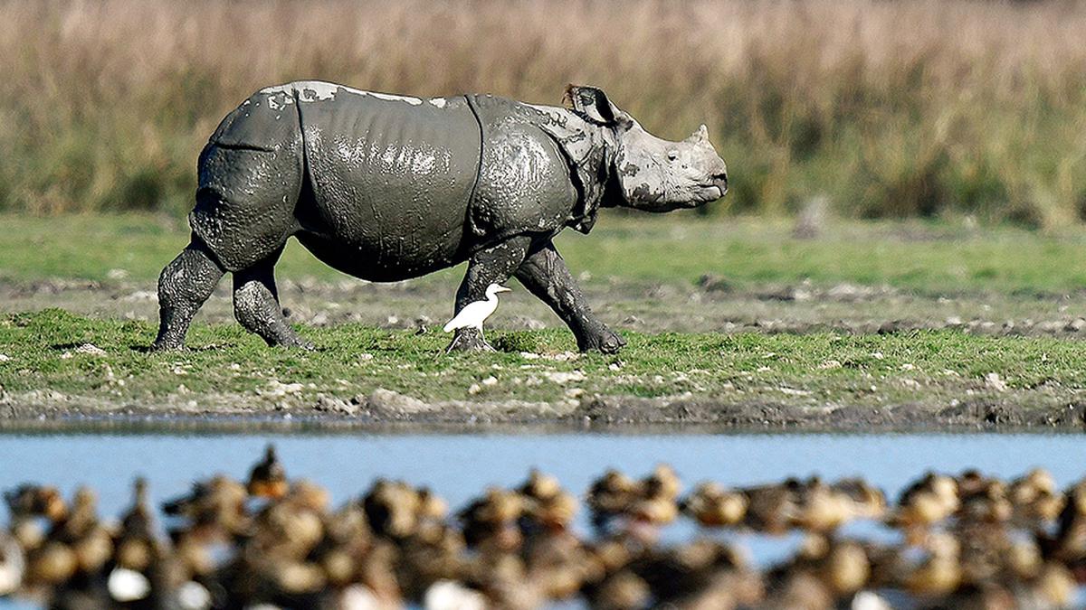 Les rhinocéros reviennent dans la réserve faunique d’Assam après 40 ans