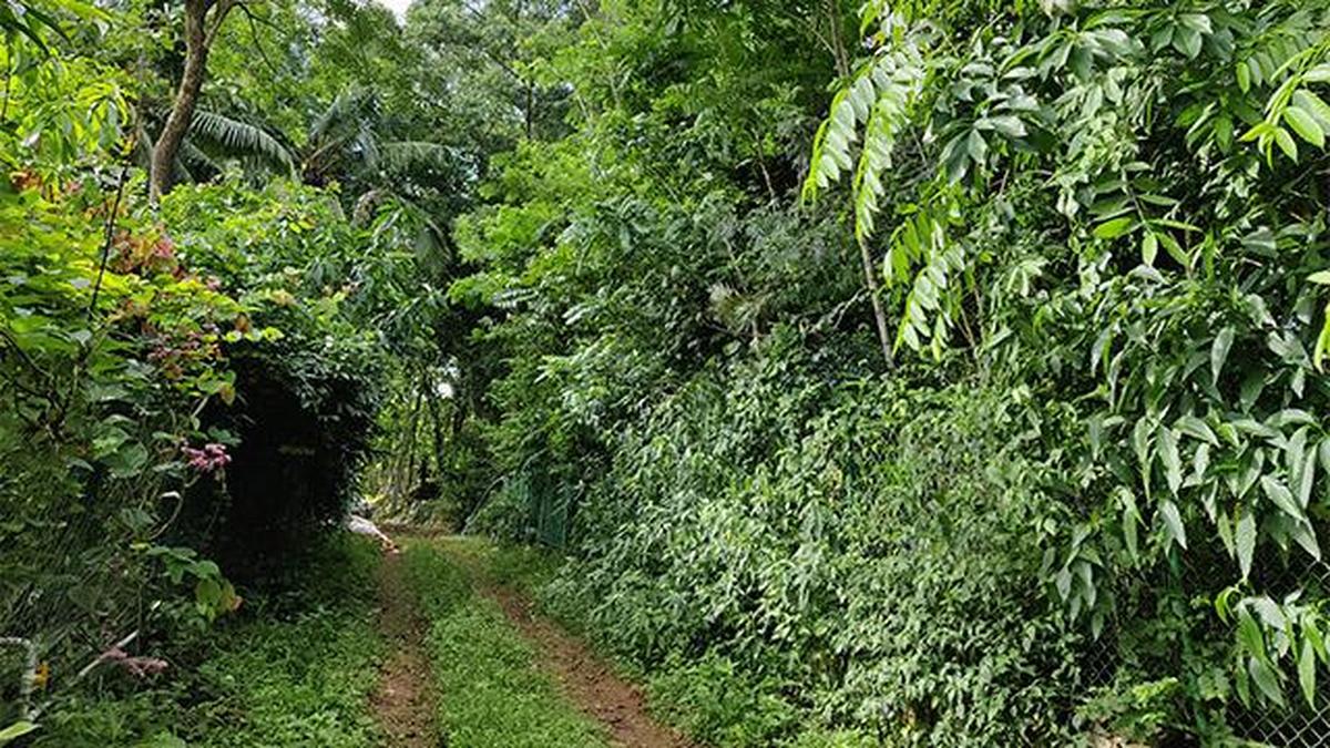 The first Miyawaki forest at Puliyarakonam, Thiruvananthapuram, after four and a half years.