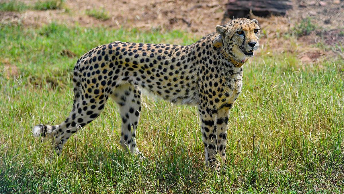 MoU delay holds up translocation of South African cheetahs to India; 12 big cats in quarantine since July