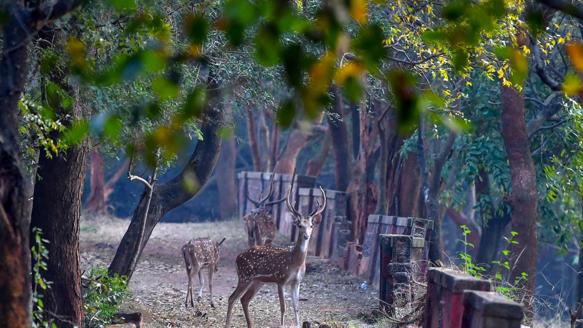 Kambalakonda Wildlife Sanctuary in Visakhapatnam abuzz with new features