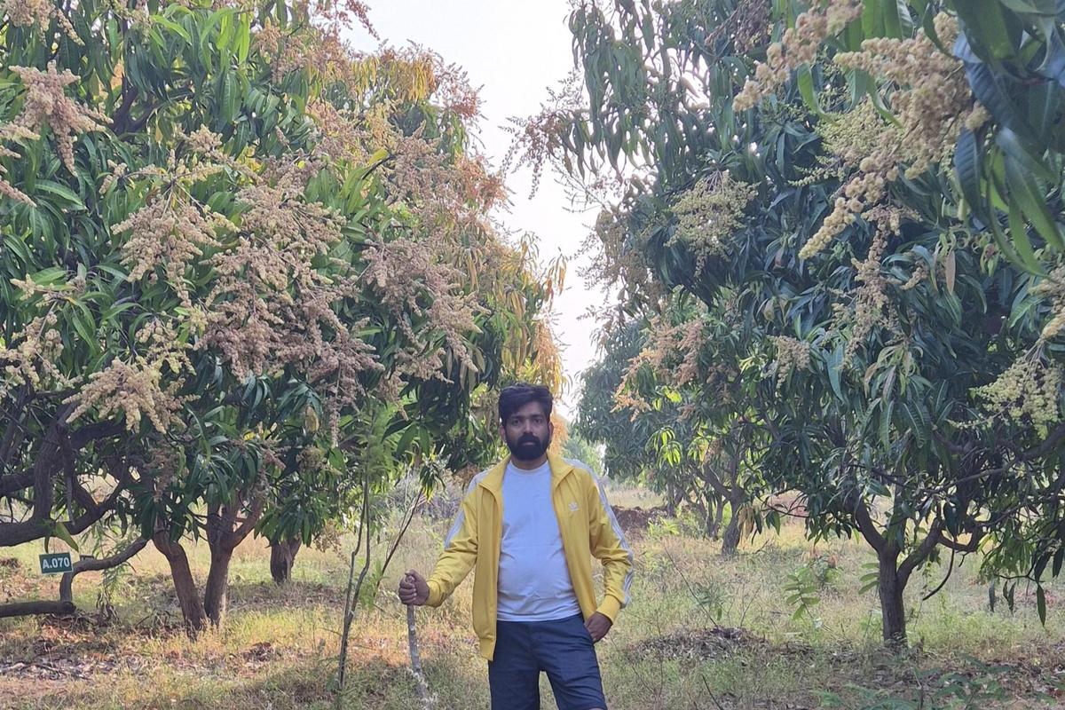 thehindu.com - Nainu Oommen - Rent a Tree, an agri-startup from Kochi, provides mango trees for lease across India
