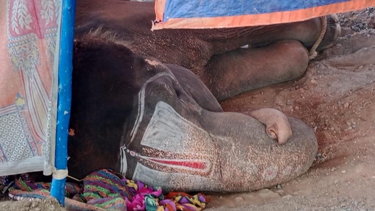 Captive elephant Lalitha dies in Virudhunagar