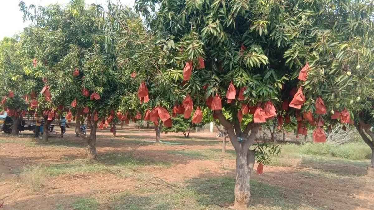 Kadapa Mango Farmers Alert New Covers Boost Profits