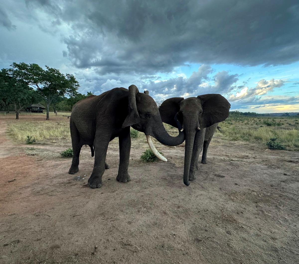 The male savannah elephant Doma and the female savannah elephant Kariba engage in greeting behaviour at Jafuta Reserve in Zimbabwe in this undated handout picture. 