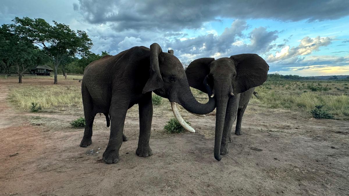 Zimbabwe to cull 200 elephants to feed people left hungry by drought