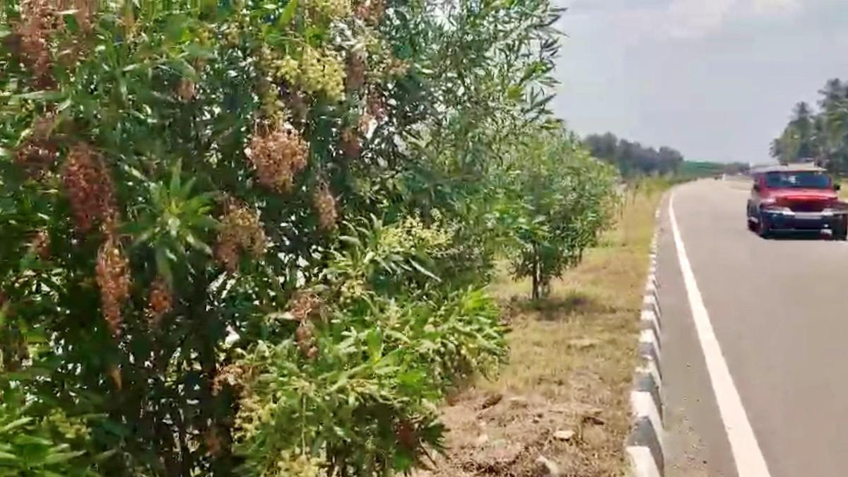 Ecologists warn against planting of Conocarpus plant species along highways and medians