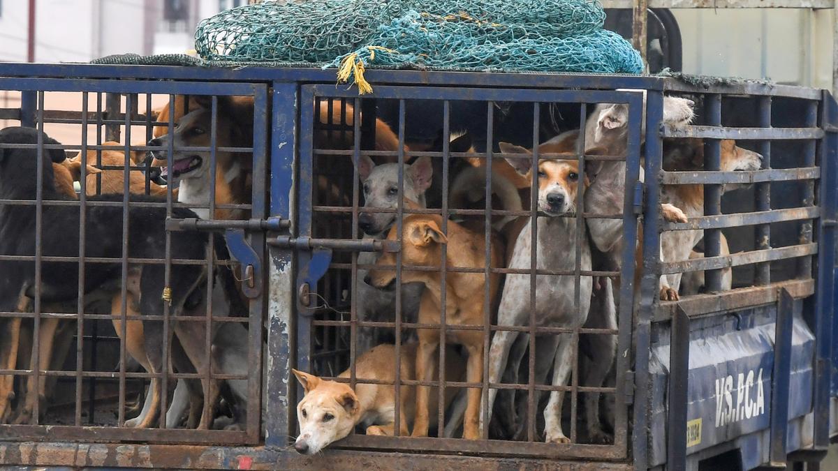 Visakhapatnam: GVMC officials on alert after four-year-old boy mauled to death by stray dogs in Hyderabad