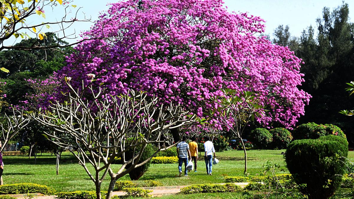 Watch | Why does Bengaluru bloom with spectacular flowering trees?