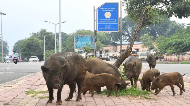 Pig menace leaves residents fuming in Visakhapatnam