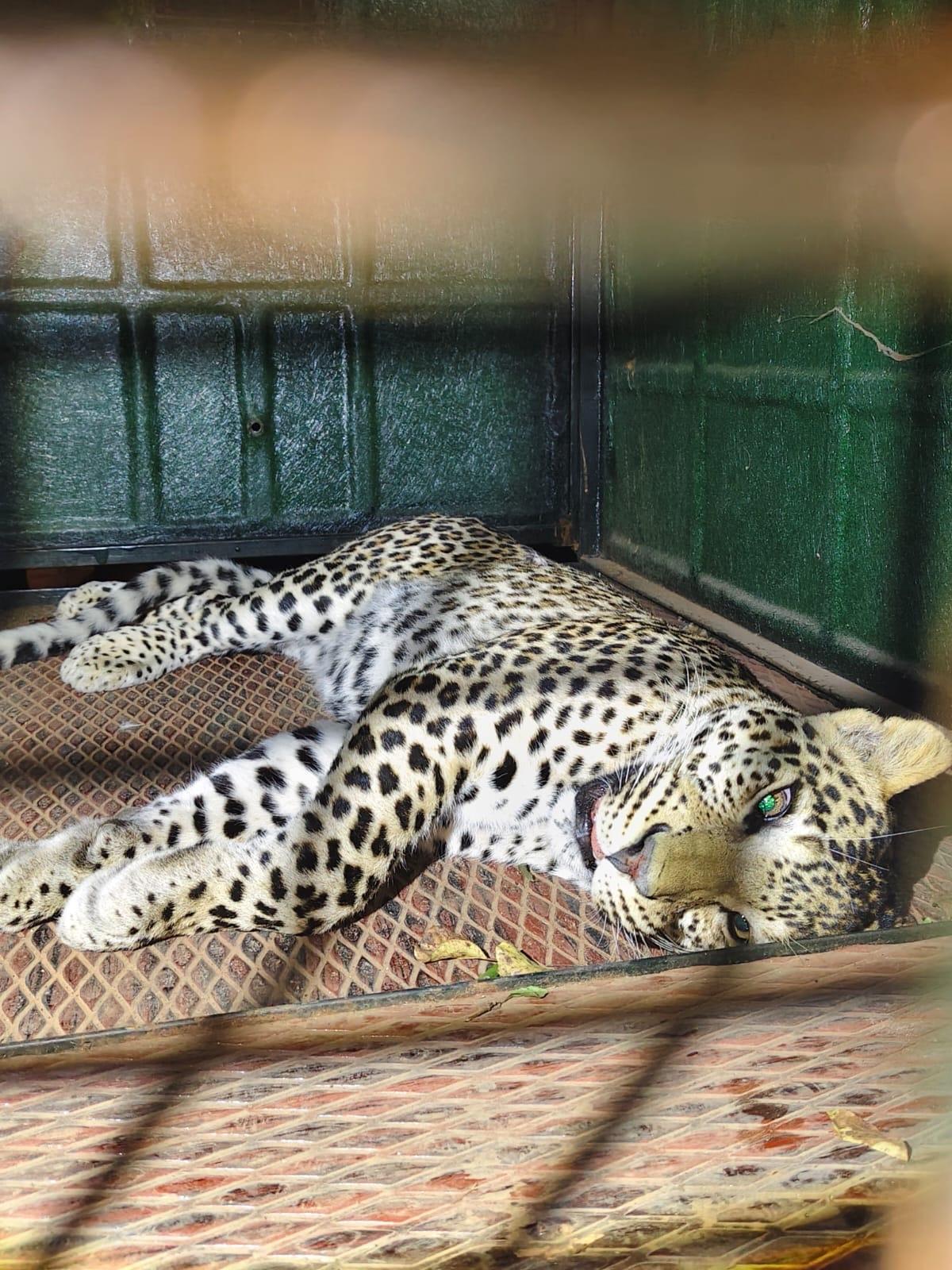 thehindu.com - The Hindu Bureau - Leopard involved in fatal attack on devotee at M. M. Hills captured