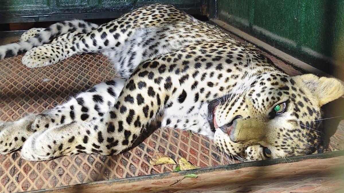 Leopard involved in fatal attack on devotee at M. M. Hills captured by Karnataka Forest Department