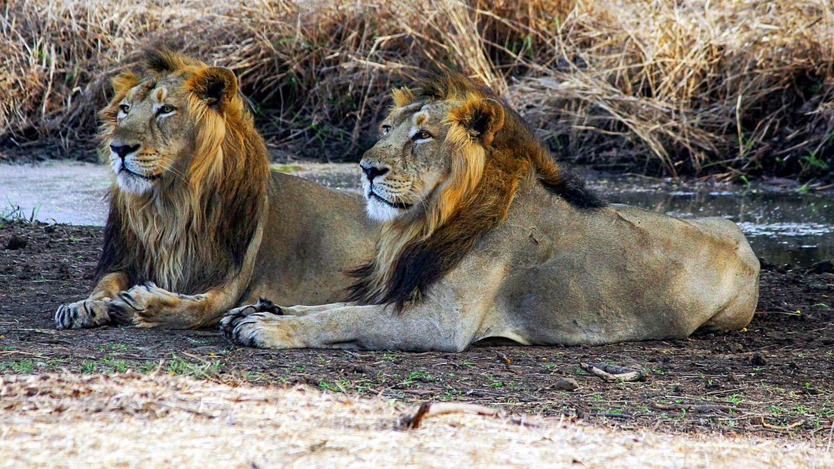 Mumbai Mayor writes to Gujarat CM for two pairs of lion