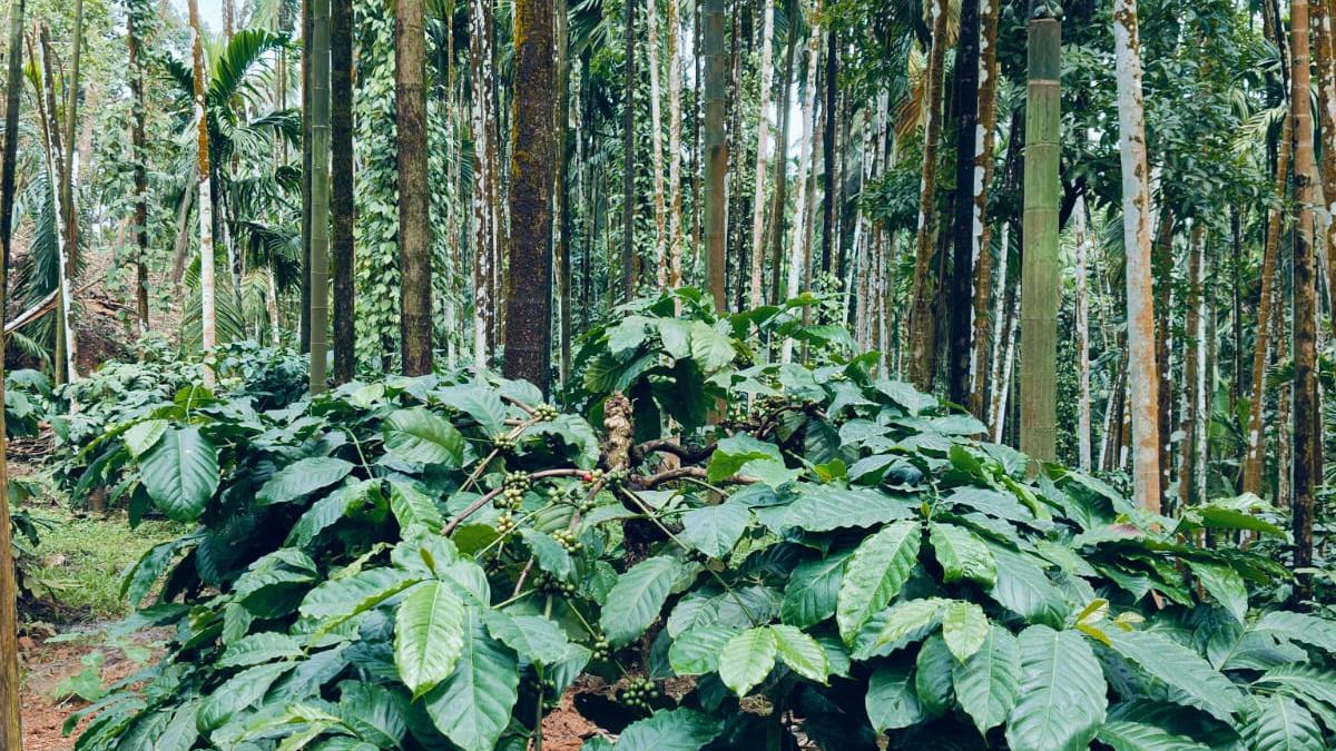 Worried over rise in yellow leaf disease, farmers in Dakshina Kannada keen to grow coffee as inter-crop in arecanut plantations