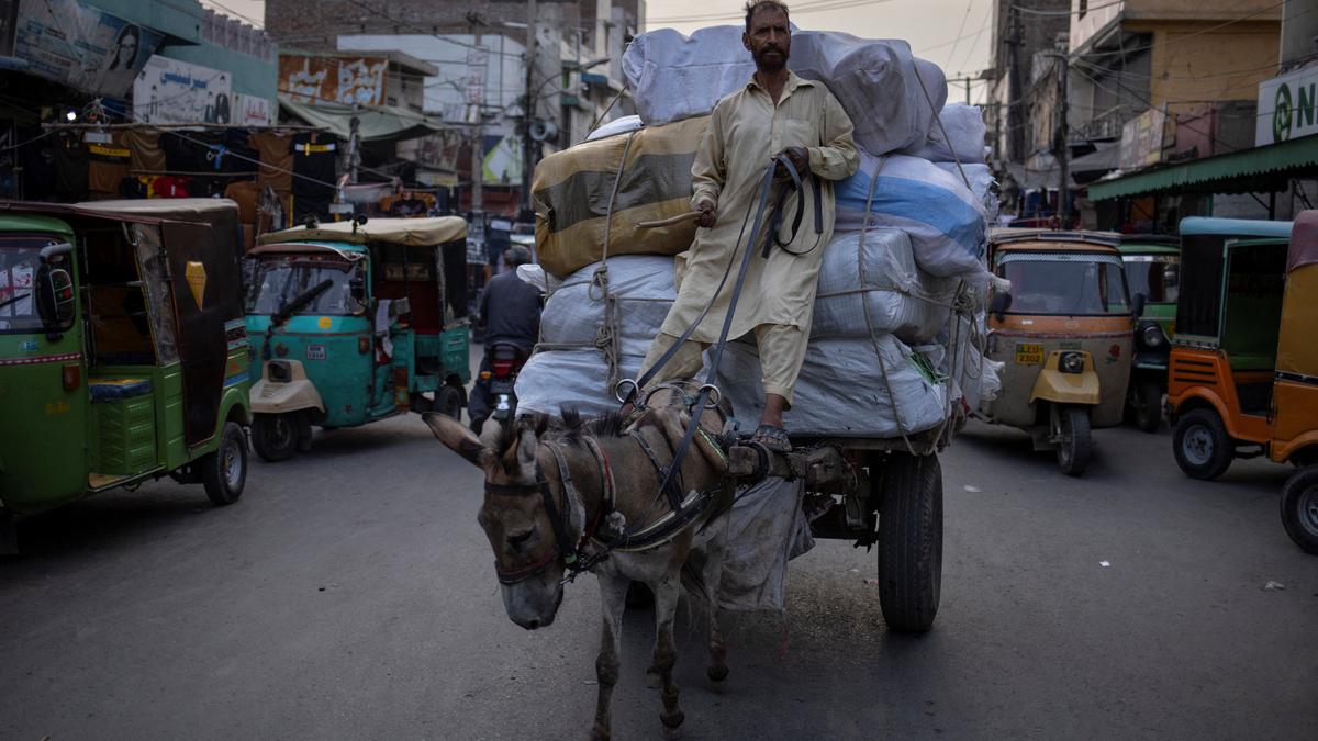 Donkey prices soar in Pakistan due to China’s demand for ejiao