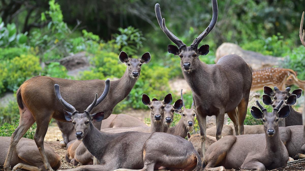 Number of visitors surge at Bengaluru’s Bannerghatta Biological Park