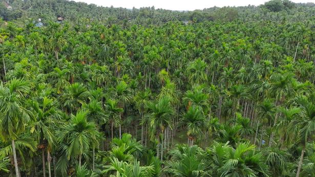 Arecanut growers from Karnataka in Delhi to seek curbs in import, cut in GST