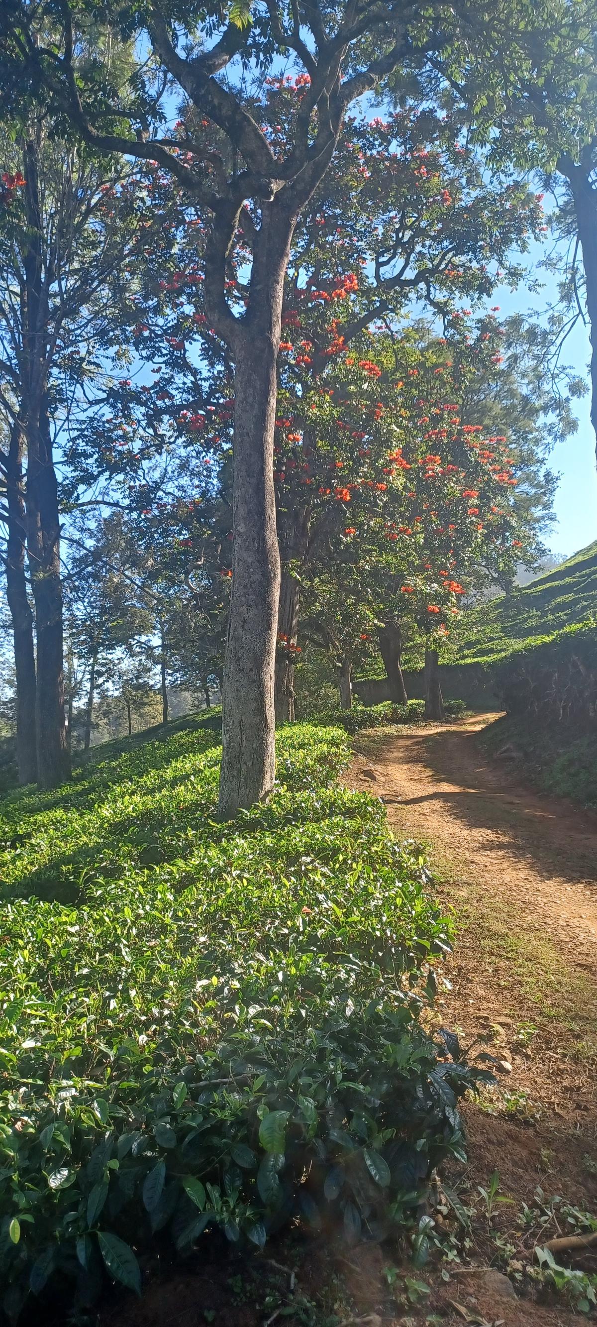 A section of the plantation has 100-year-old tea bushes A section of the plantation has 100-year-old tea bushes
