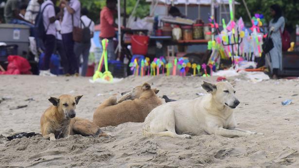 Activists see efforts to portray street dogs as dangerous animals