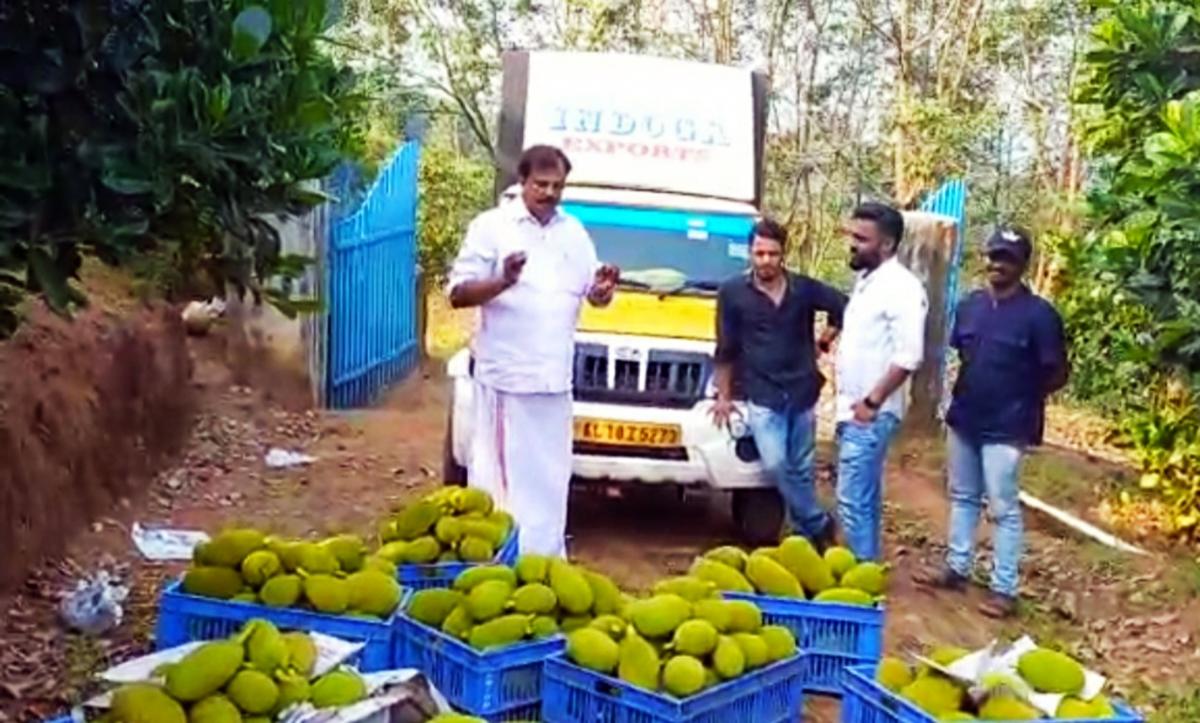 Thrissur&rsquo;s jackfruits set to tickle the taste buds of football fans in Qatar