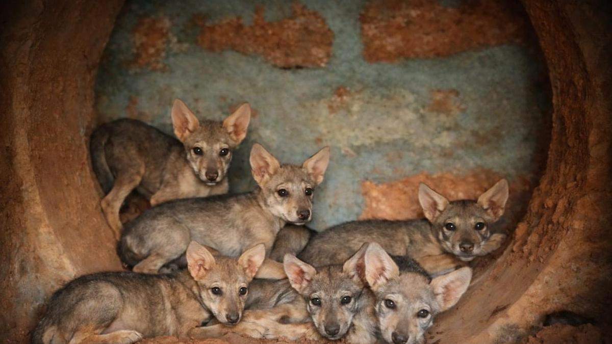 Indian wolf at Pilikula zoo gives birth to seven pups