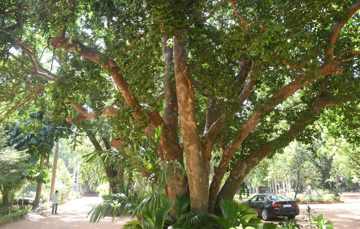 A view of the  Guaiacum    tree  at the  Department of Horticulture and Plantation Crops . 