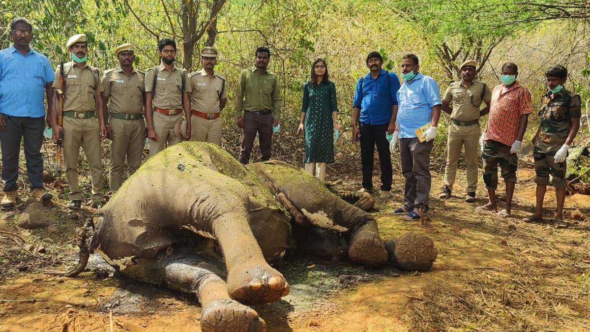 Female wild elephant found dead outside forest near Coimbatore