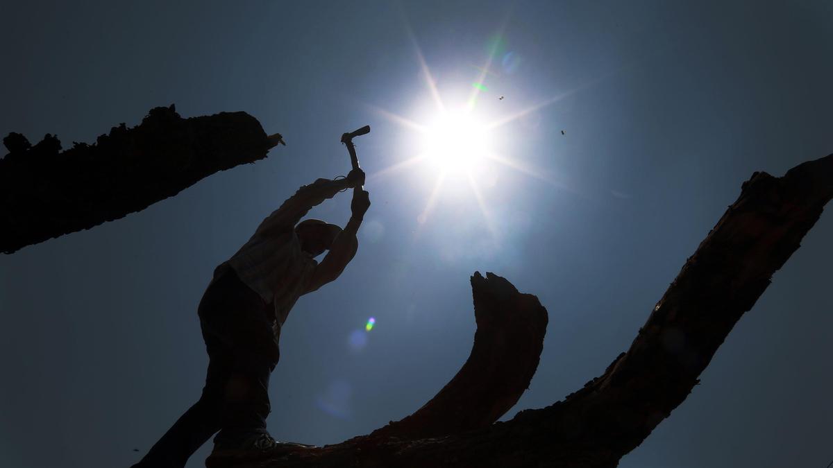 Kumbh preparation: NGT stays cutting of trees in Tapovan at Nashik