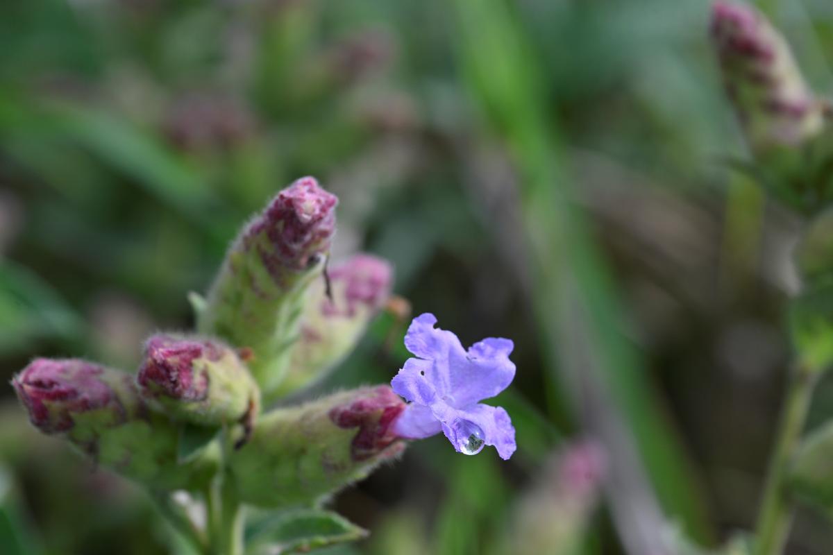 Strobilanthes sessilis in bloom at the reserve forests of Gudalur 