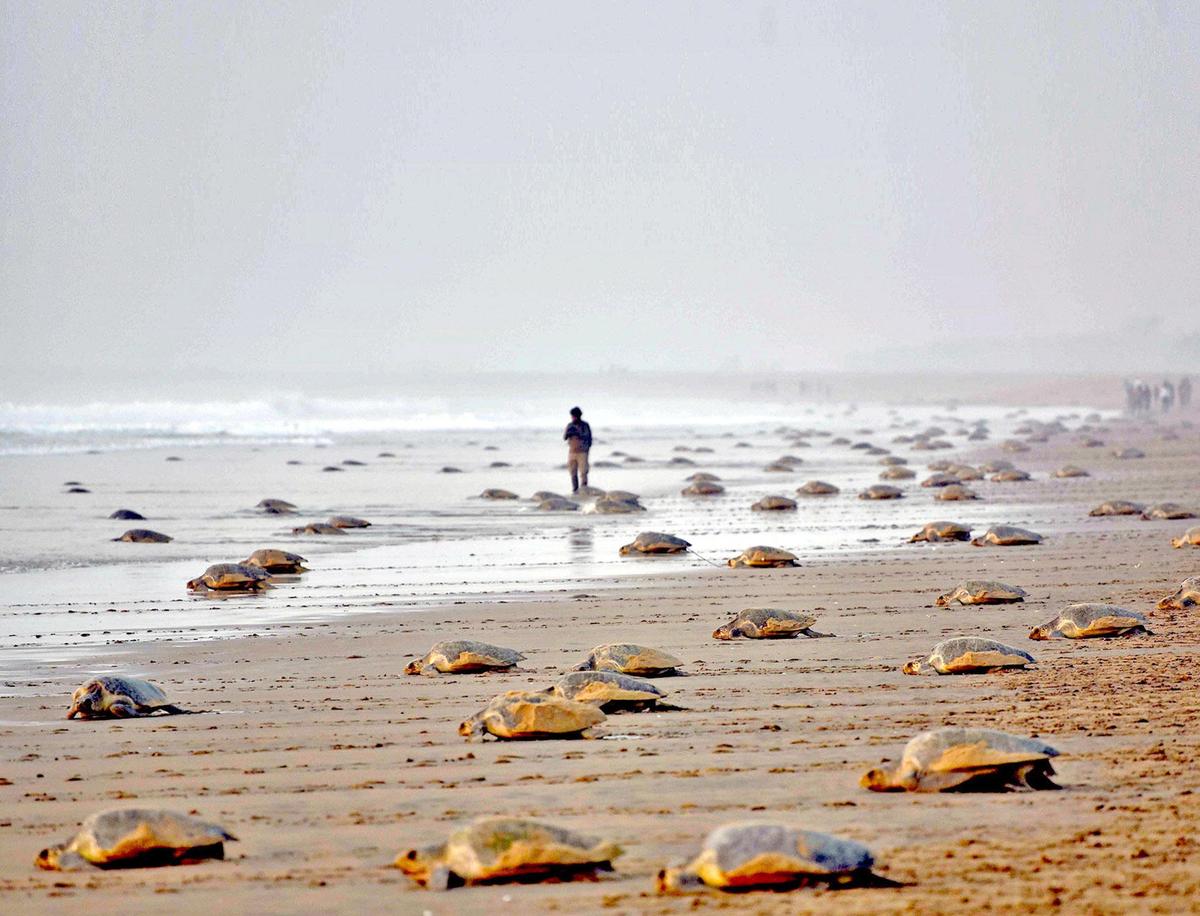 thehindu.com - Vignesh Radhakrishnan - Budget 2026: The 14 States mentioned by Finance Minister and a breakdown of related projects