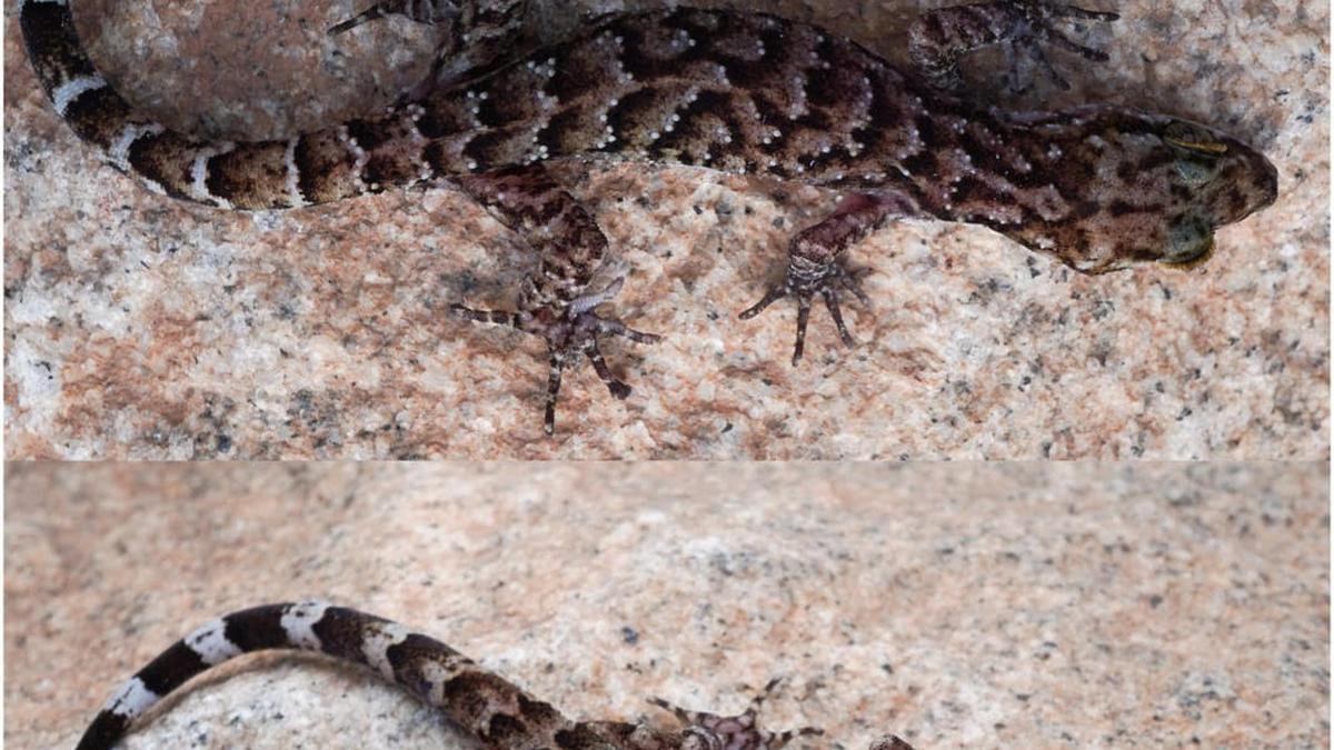 New gecko from Assam named after Forest Department